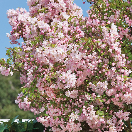 Фото Яблоня декоративная Флорибунда