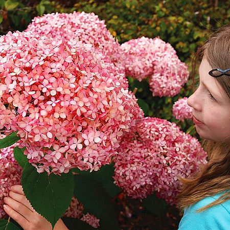 Фото Гортензия древовидная Сильная духом
