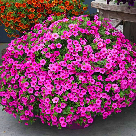 Фото Калибрахоа Каблум Насыщенный розовый