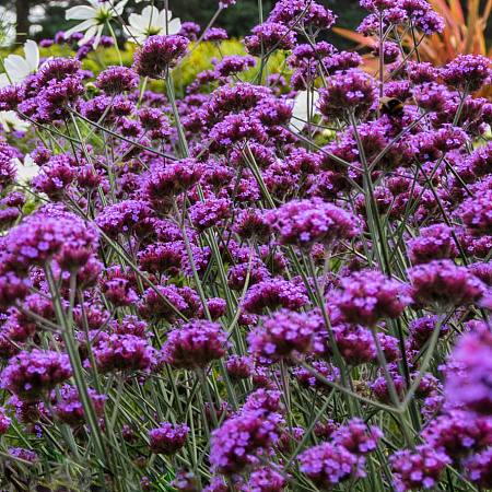Фото Вербена бонарская
