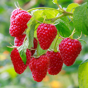 Малина Глен Ди