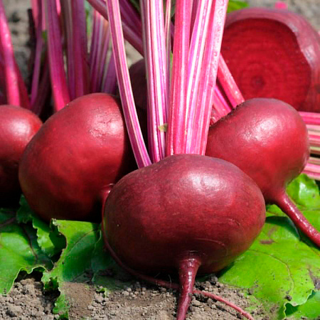 Фото Свёкла Египетская плоская