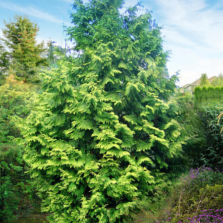 Фото Туя складчатая Зебрина