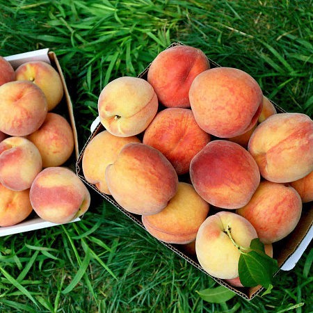 Фото Персик Бургунди