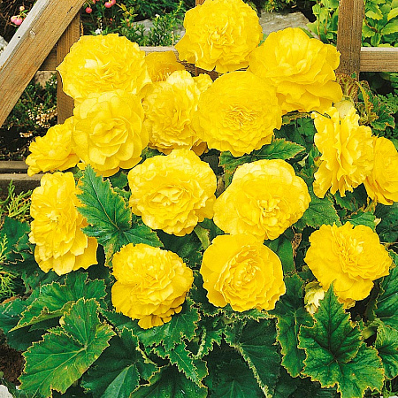 Фото Бегония многоцветковая Новая звезда жёлтая