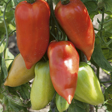 Фото Набор Уникальных помидоров Великолепная шестерка