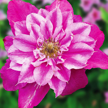 Фото Клематис Май дарлинг