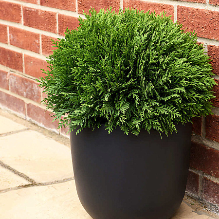 Фото Туя западная Тини Тим