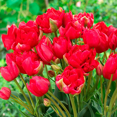 Фото Тюльпан многоцветковый махровый Эстетик