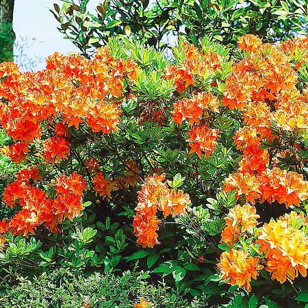 Фото Азалия Клондайк