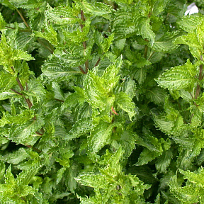 Мята Криспа