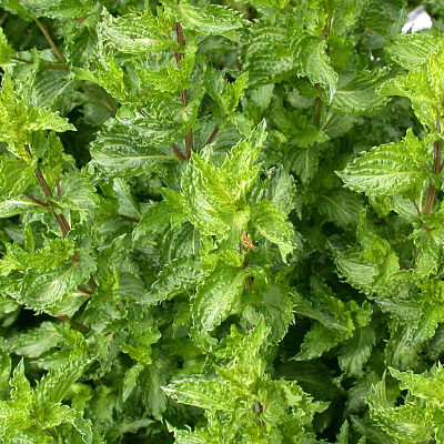 Мята Криспа