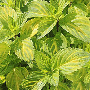 Мята Джинджер