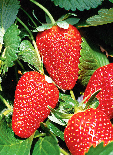 Купить саженцы Земляника садовая Мурано — от НПО Сады Росcии