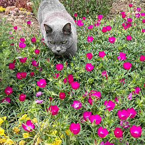 Каллирое покрывальное Буффало роуз