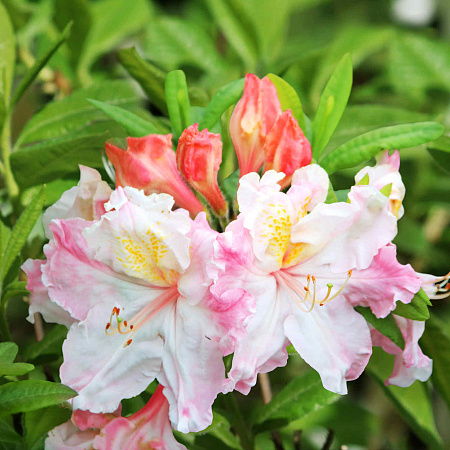 Фото Азалия Арктик Флаш