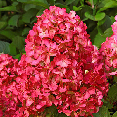 Гортензия метельчатая Вимс Ред
