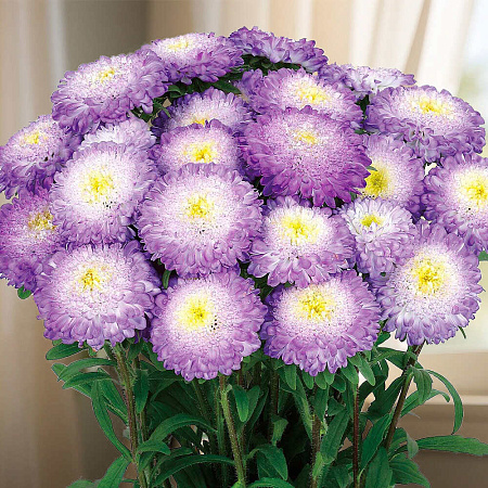 Фото Астра Бонита топ блю