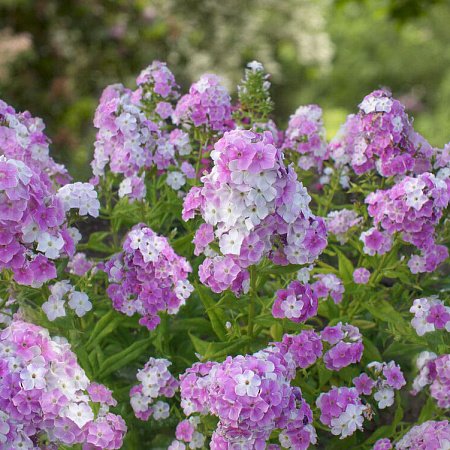 Фото Флокс Кул вотер