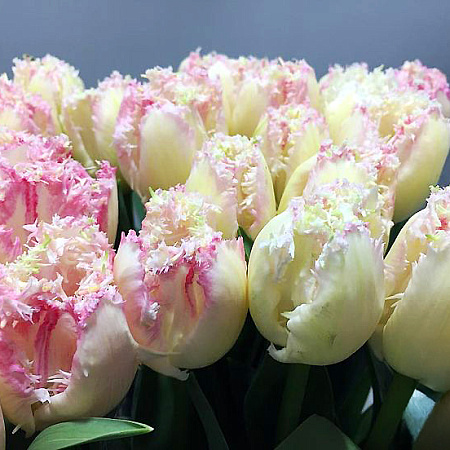 Фото Тюльпан бахромчатый Неглиже