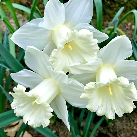 Фото Нарцисс Маунт Худ