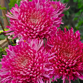 Хризантема корейская Тамара