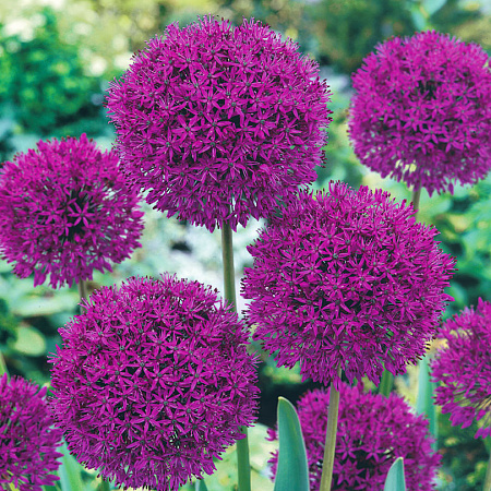 Фото Лук декоративный Фиолетовая сенсация