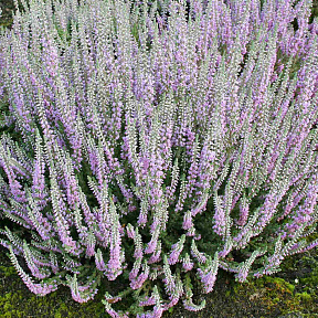 Вереск обыкновенный Сильвер Найт