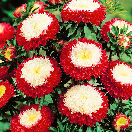 Фото Астра Помпонная Красная с белым центром