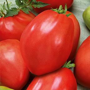 Помидор Королевский пингвин F1