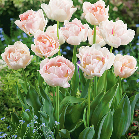 Фото Тюльпан Анжелика и абрикосы