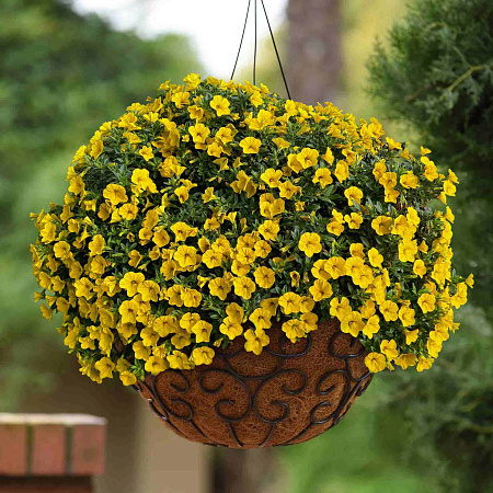 Фото Калибрахоа Классик Йеллоу