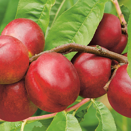 Фото Комплект полукарликовых слив №1: Неженка, Светлячок