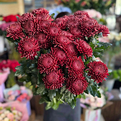 Хризантема корейская Бигуди Перпл