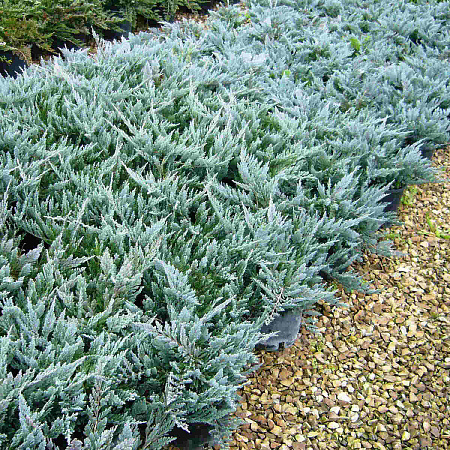 Фото Можжевельник горизонтальный Блю Чип