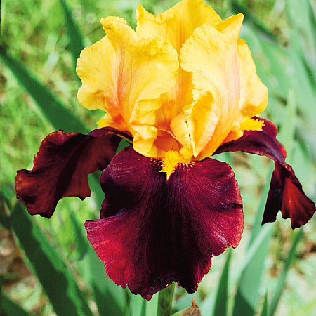 Фото Ирис бородатый Султан