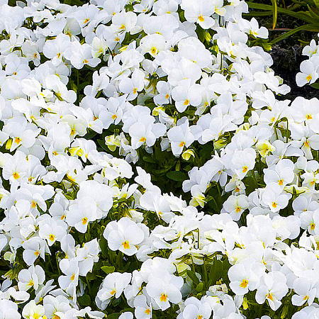 Фото Виола Ненаглядная Белая