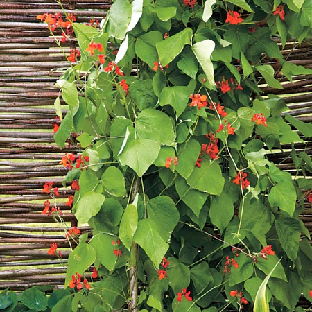 Фото Фасоль декоративная Достижение