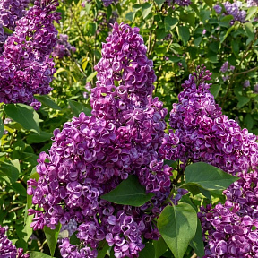 Сирень обыкновенная Бесконечность