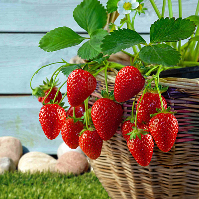 Земклуника садовая Боярыня (в горшках)