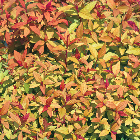 Фото Спирея японская Огненный свет