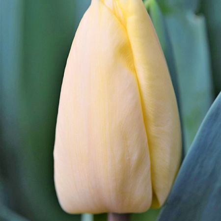 Фото Тюльпан триумф Крем Фрэш