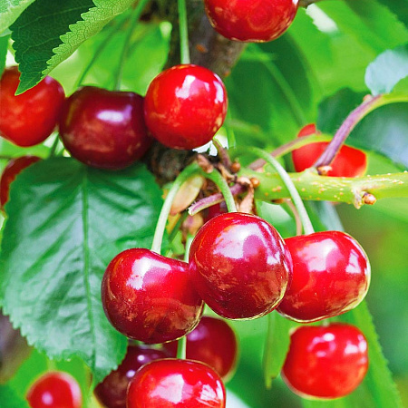 Фото Вишня Люцина