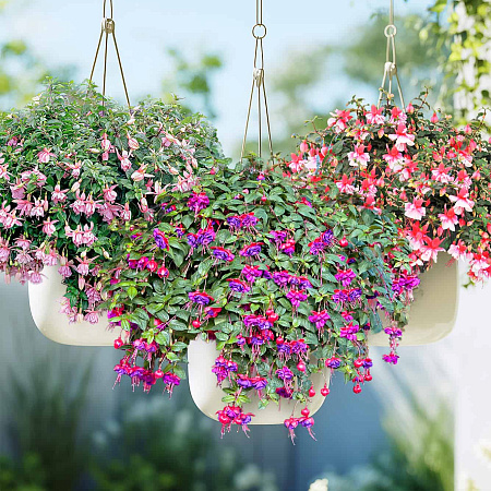 Фото Набор полуампельных фуксий