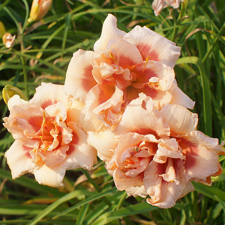 Фото Лилейник Фоти Секонд Стрит