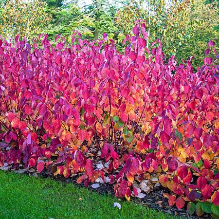 Фото Дёрен белый Сибирика
