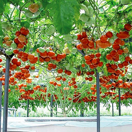 Фото Цифомандра (томатное дерево)