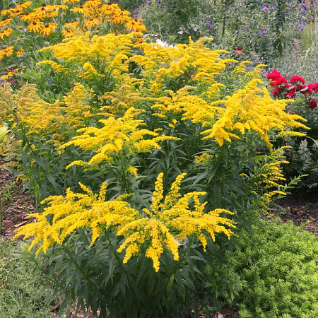 Фото Солидаго (золотарник) Золотой гном