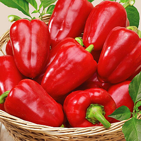 Перец сладкий Иветта F1