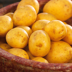 Картофель Гала